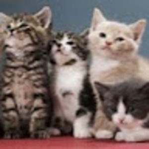 Meet your Posher, Rob